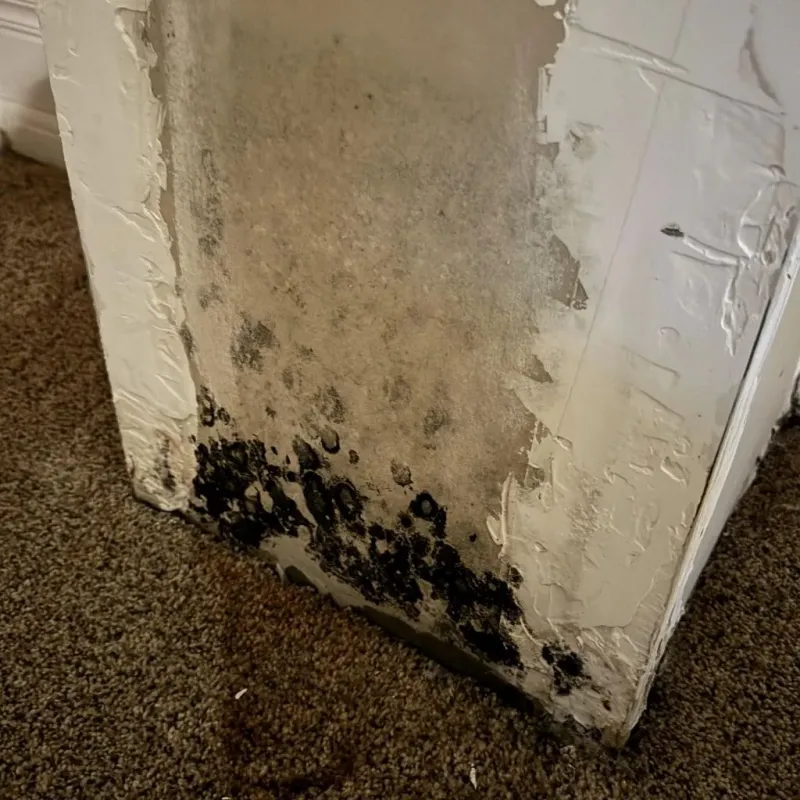 Professional Mold Removal in Baytown, TX
